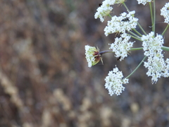 Conopodium subcarneum