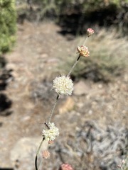 Eriogonum mensicola