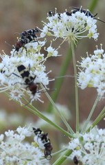 Chlorophorus trifasciatus