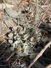 Eriogonum mensicola