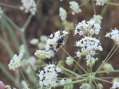 Chlorophorus trifasciatus