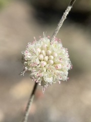 Eriogonum mensicola