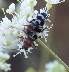 Chlorophorus trifasciatus