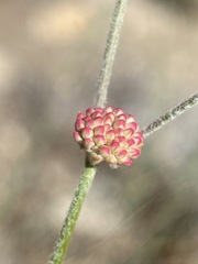 Eriogonum mensicola