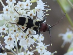 Chlorophorus trifasciatus