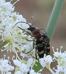 Chlorophorus trifasciatus