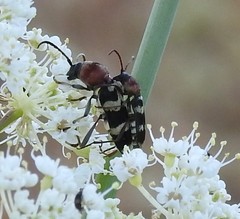 Chlorophorus trifasciatus