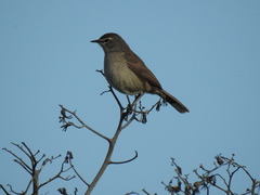 Cercotrichas coryphoeus cinerea
