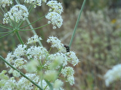 Chlorophorus trifasciatus