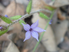 Plumbago pulchella