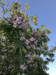 × chitalpa tashkentensis
