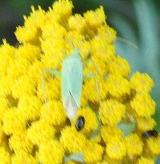 Thiomiris sulphureus