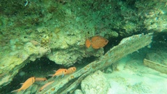 Heteropriacanthus cruentatus