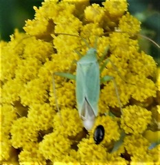 Thiomiris sulphureus