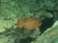 Heteropriacanthus cruentatus