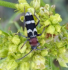 Chlorophorus trifasciatus