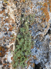 Phacelia perityloides