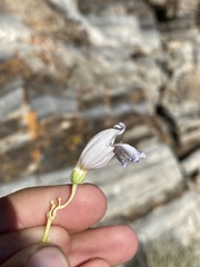 Penstemon fruticiformis