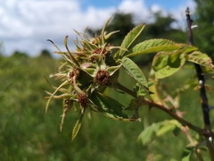 Rosa sherardii