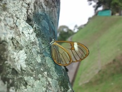 Pagyris cymothoe