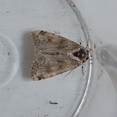 Bryophila domestica