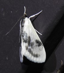 Cliniodes ostreonalis