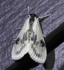 Cliniodes ostreonalis