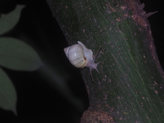 Amphidromus palaceus