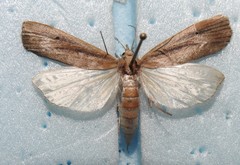 Thopeutis forbesellus