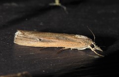 Thopeutis forbesellus