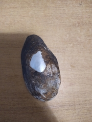 Unionoidea
