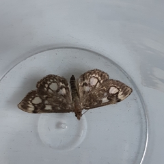 Anania coronata
