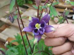 Aquilegia