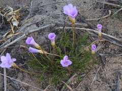 Oxalis polyphylla pentaphylla