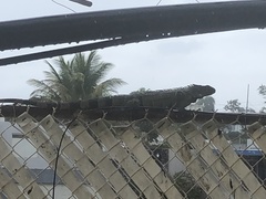 Iguana iguana