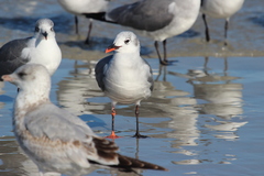 Leucophaeus atricilla
