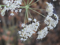 Chlorophorus trifasciatus