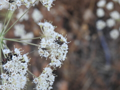 Chlorophorus trifasciatus