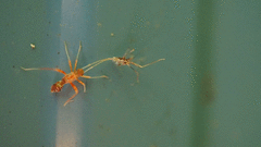 Paraxenetus guttulatus