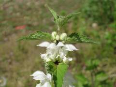 Lamium album