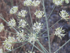 Conopodium subcarneum