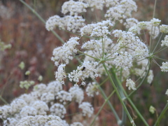 Conopodium subcarneum