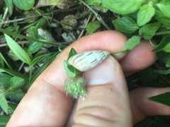 Brephulopsis
