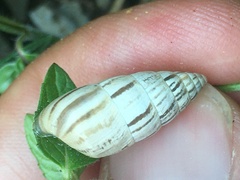 Brephulopsis