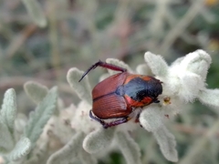 Strigoderma sulcipennis