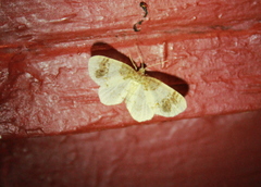 Hydrelia condensata