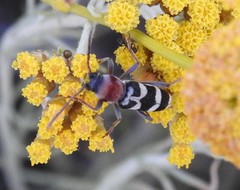 Chlorophorus trifasciatus