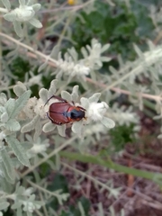 Strigoderma sulcipennis