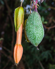 Passiflora linearistipula