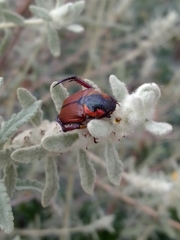 Strigoderma sulcipennis